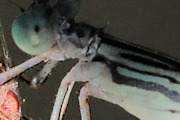 Pilbara Pin (Eurysticta coolawanyah)